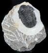 Bargain, Gerastos Trilobite Fossil - Morocco #57611-2